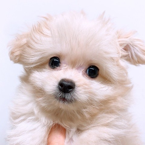 こちらを見つめる、ふわふわの子犬のアル