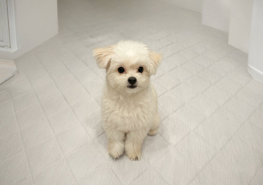 こちらを見て、きちんとおすわりしている白くてふわふわの小型犬
